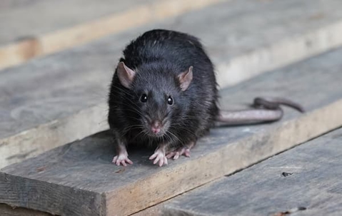 Rat on a wooden pallet.
