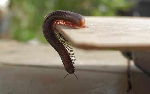 Millipede