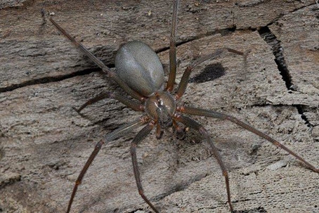 Gray spider crawling on wood.