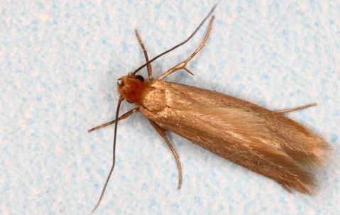 Clothing Moth crawling on the floor.