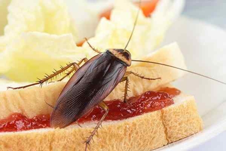 Cockroach on a sandwich