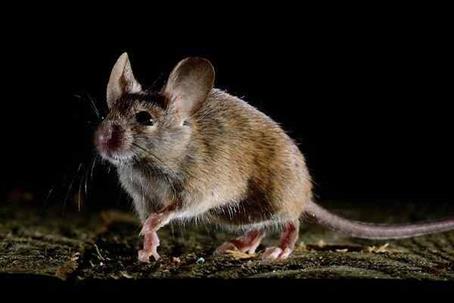 Close up picture of a rat in the dark