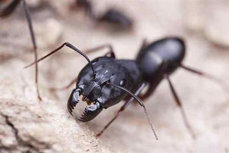 Carpenter Ant