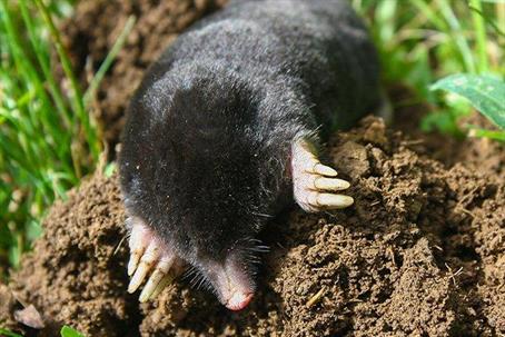 Blog - Say Goodbye To Moles: Proven Methods For Managing Moles In Your ...