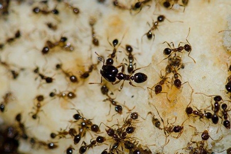 Several ants