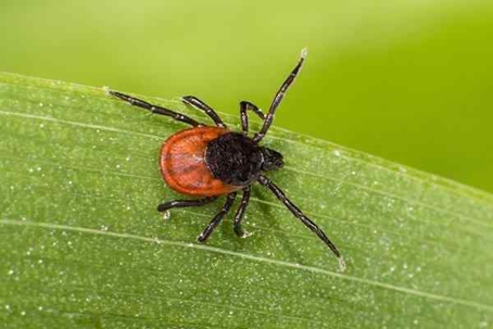 Tick crawling on a leaf.