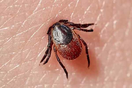 Close up picture of a Tick