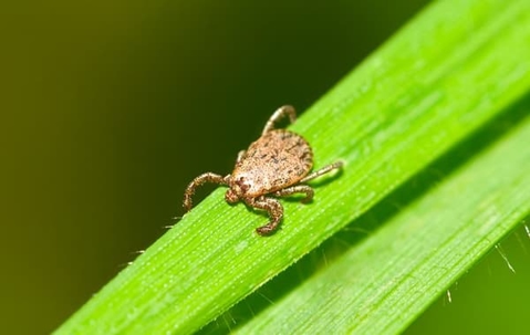Close up picture of a Tick