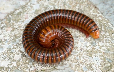 Millipede curled on a pavement.