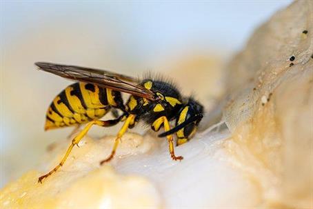 Close up picture of a Yellow Jacket