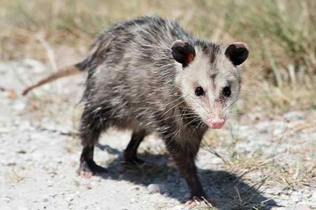 Close up picture of a Opossum