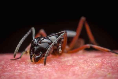 Ant on a fruit.