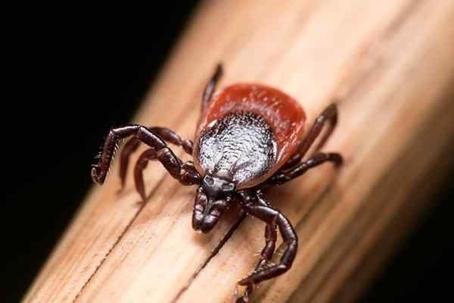 Tick on a stick.