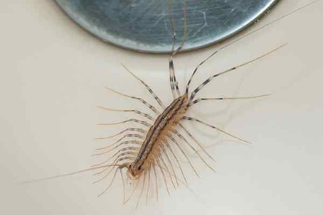 Blog - Are Centipedes Dangerous To Texas Homes?