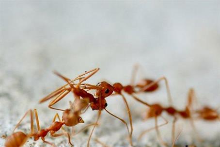 Ants fighting each other.