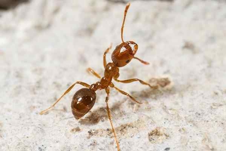 Ant crawling on stone.