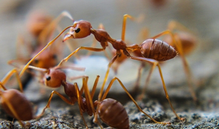 Ants