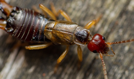 Earwigs
