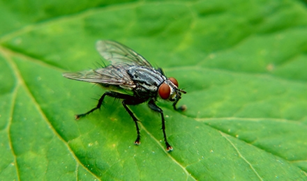 Flesh Flies
