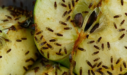 Fruit Flies