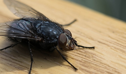 House Flies