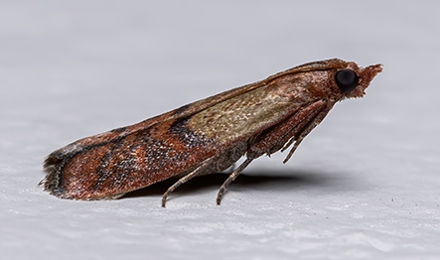 Indian Meal Moths