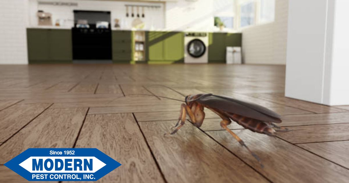 How Cockroaches Enter Your Home and Ways to Stop Them