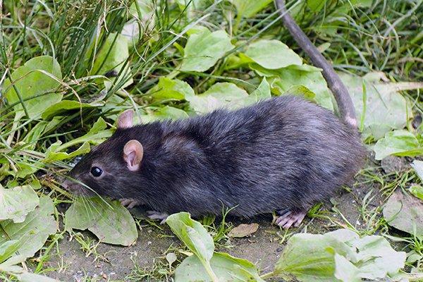 Blog - Katy's Complete Guide To Effective Roof Rat Control