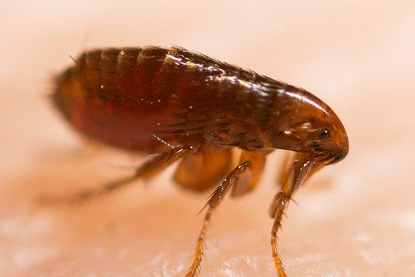 Blog How Dangerous Is It To Have Fleas In My Katy Home