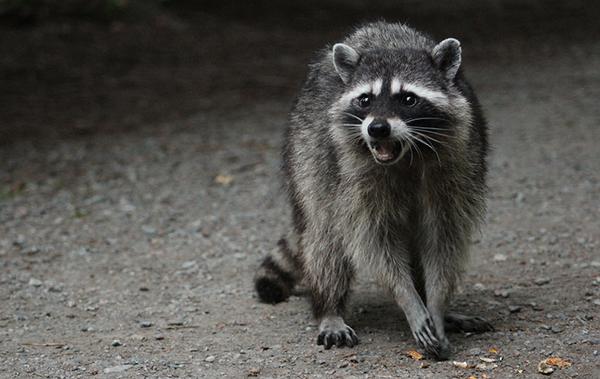 Blog - How To Deter Raccoons In Katy