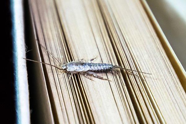 Blog - Are Silverfish Dangerous To Have Lurking Around My Spring Home?
