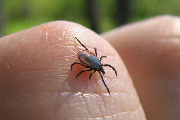 Blog - Why Montgomery Residents Trust Modern For Defense Against Ticks