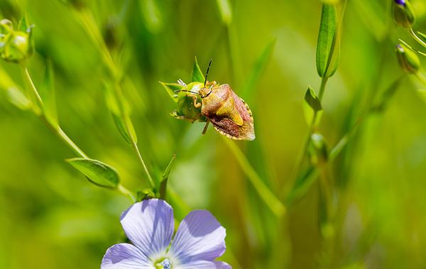 Blog - How To Tell If Your Katy Lawn Has A Chinch Bug Problem