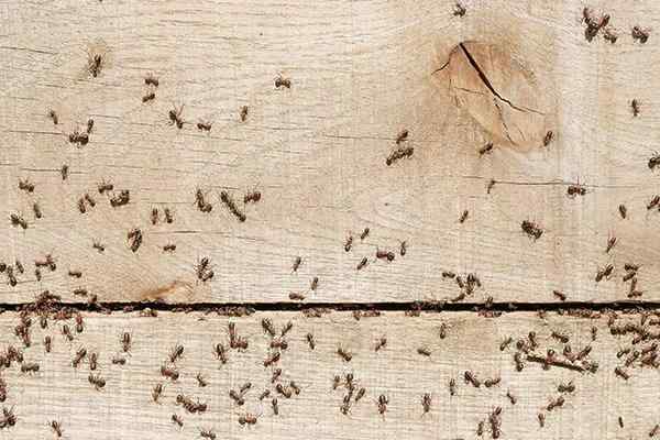 Seaside Rover Ant Blog - What Is A Rover Ant?